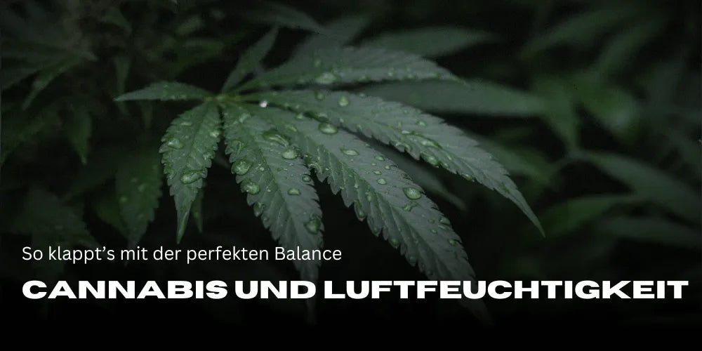 Cannabis en luchtvochtigheid: Zo bereik je de perfecte balans-Smagro GmbH