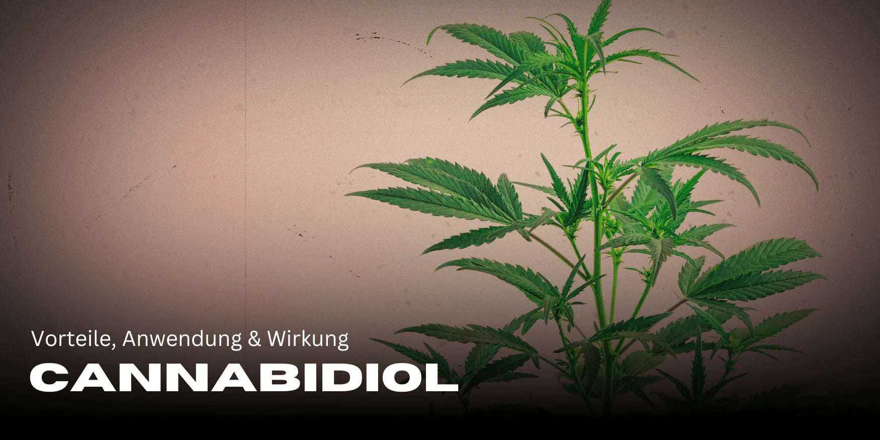 Cannabidiol: Vorteile, Anwendung & Wirkung fĂŒr dein Wohlbefinden đż