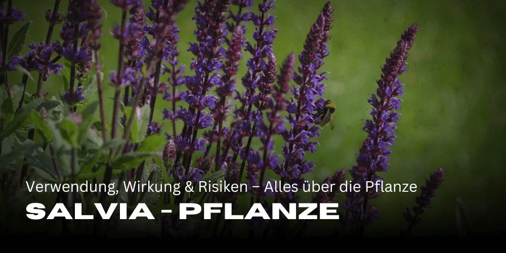 Salvia: Gebruik, Effecten en Risico’s – Alles over het veelzijdige plantengeslacht