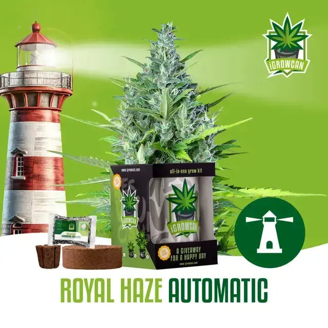 All-in-One Grow Kit: Royal Haze Auto (iGrowCan)-HHCFriends