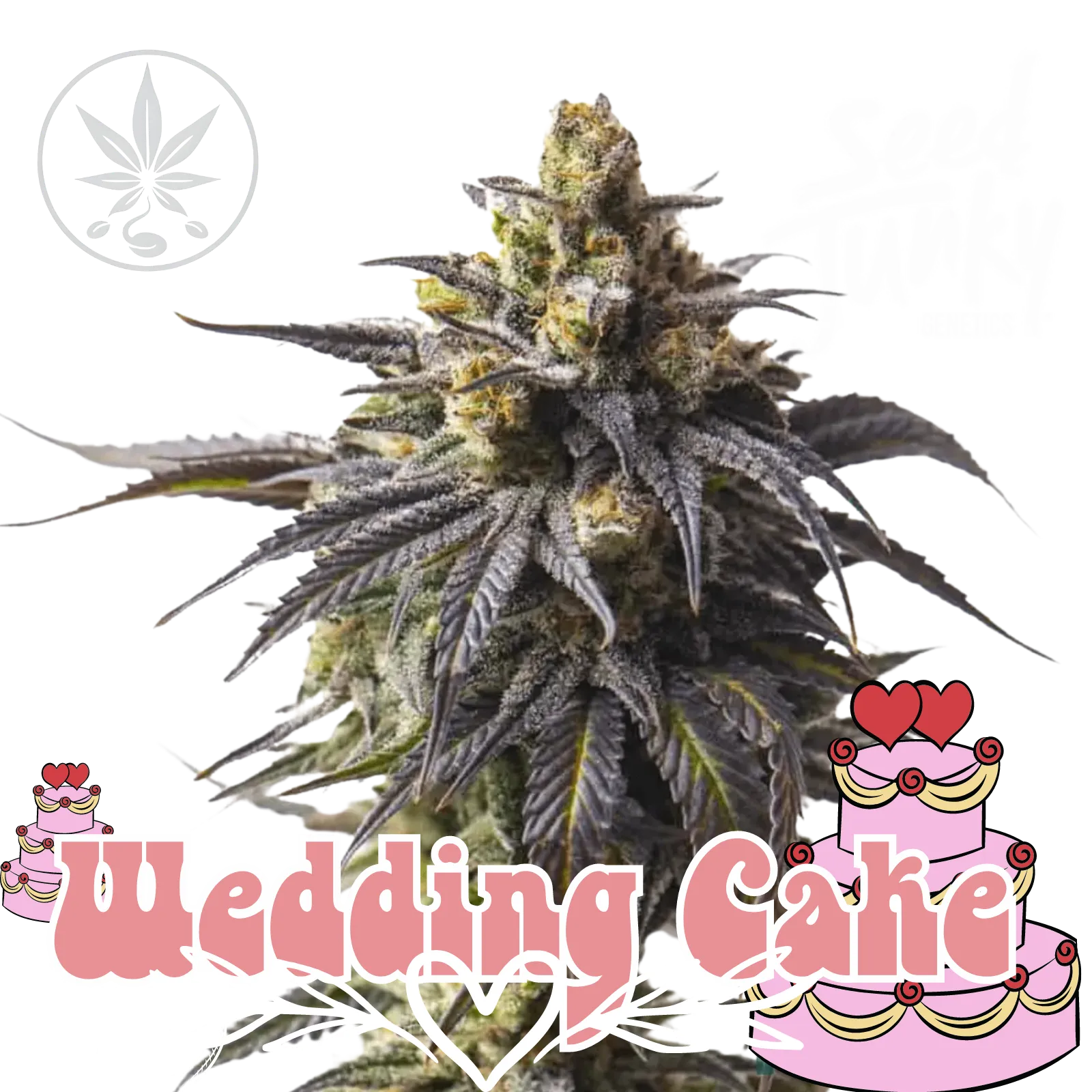 Cannabis Stecklinge Wedding Cake-HHCFriends