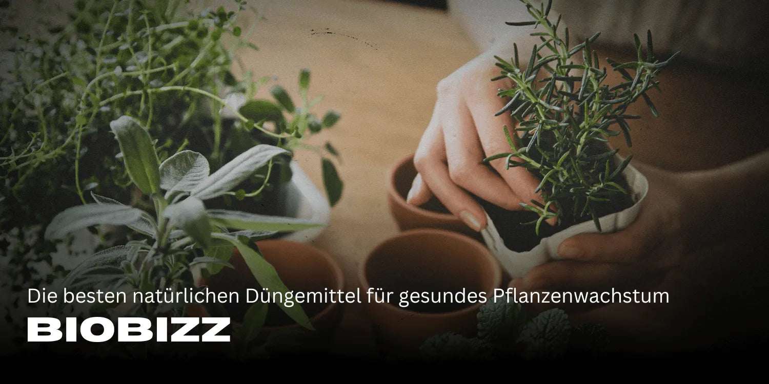 Biobizz: De beste natuurlijke meststoffen voor een gezonde plantengroei