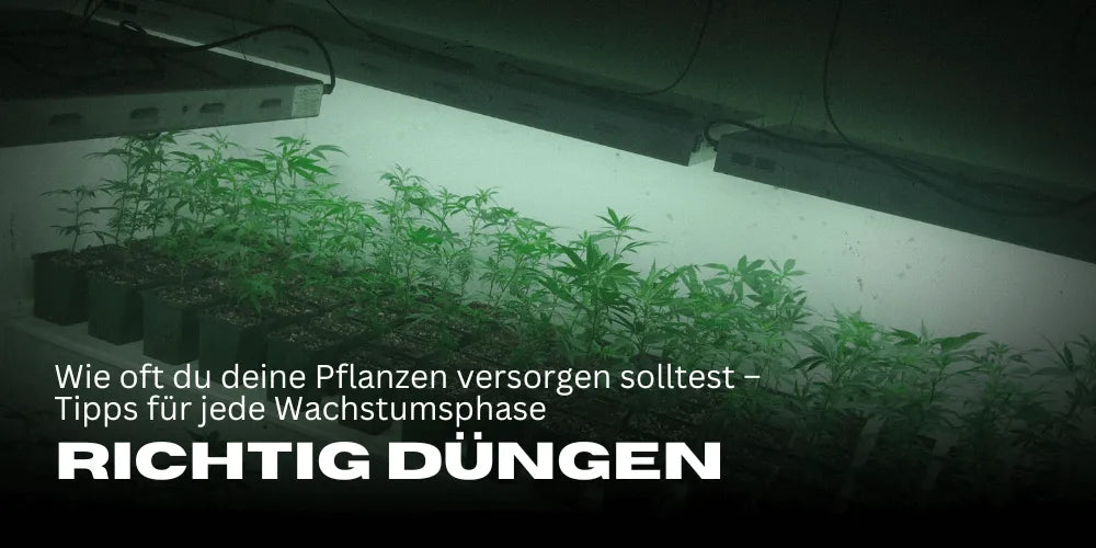 Cannabis goed bemesten: Hoe vaak je je planten moet verzorgen – Tips voor elke groeifase