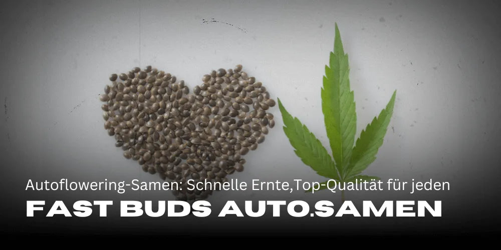 Fast Buds Autoflowering-zaden: Snelle oogsten met topkwaliteit voor elke kweker