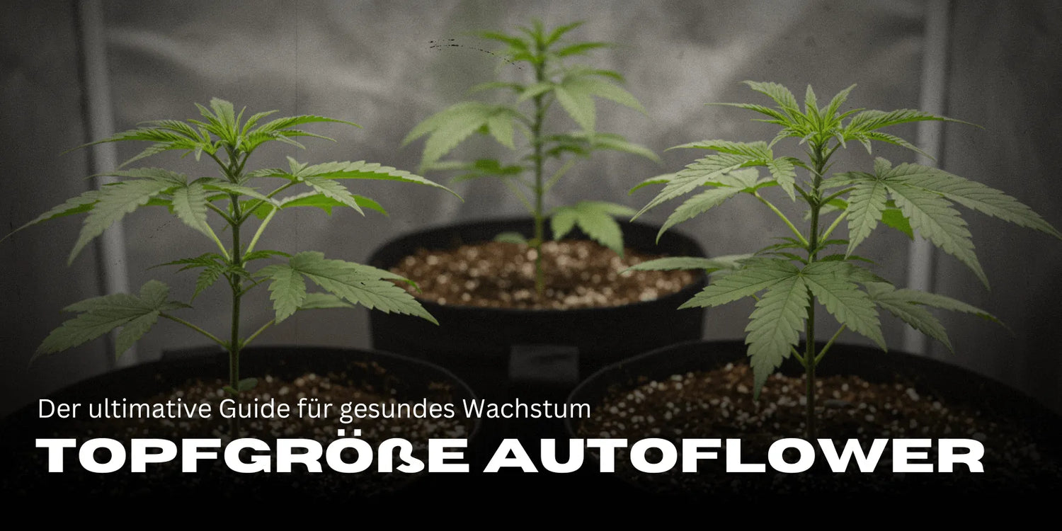 Drie Cannabis stekken in grote potten