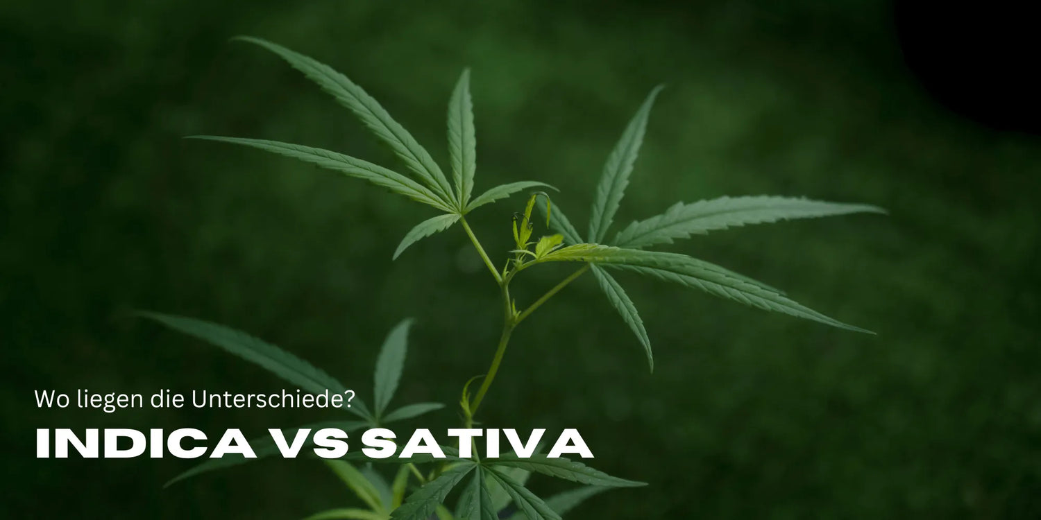 Indica vs. Sativa – Wat is beter? De grote Cannabis-check!-Smagro GmbH