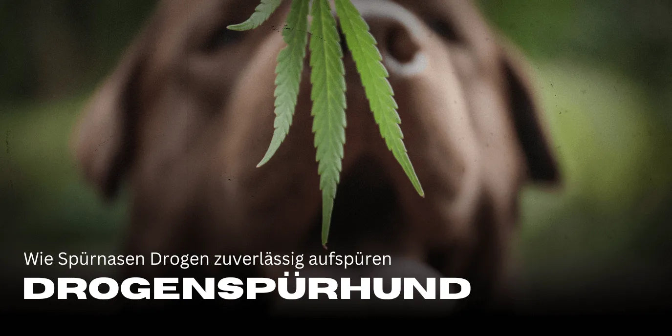 Drogenspeurhond: Hoe speurneuzen betrouwbaar drugs opsporen
