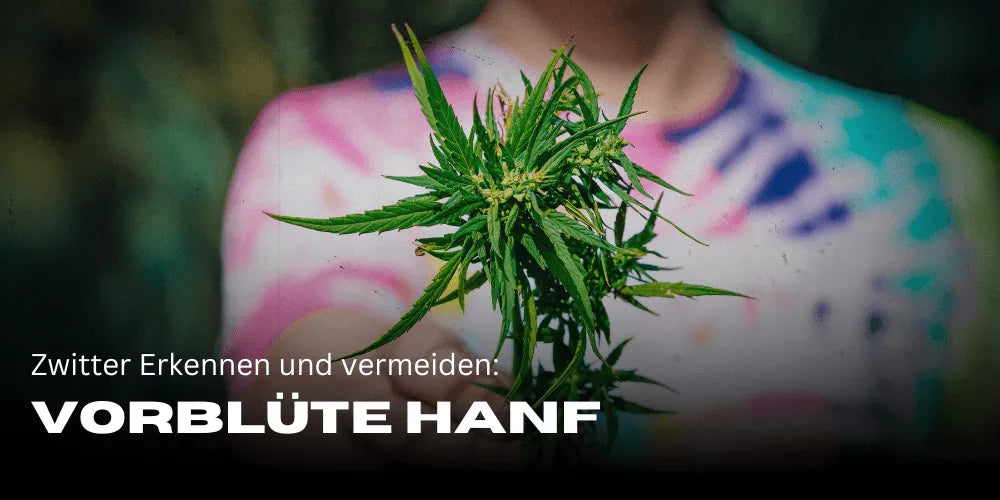 Vorblüte Hanf: Zwitter erkennen und vermeiden-Smagro GmbH
