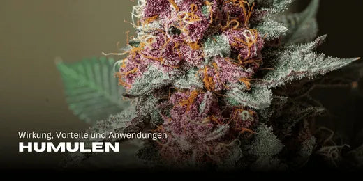 Humulen. Cannabissoort op de voorgrond en in focus