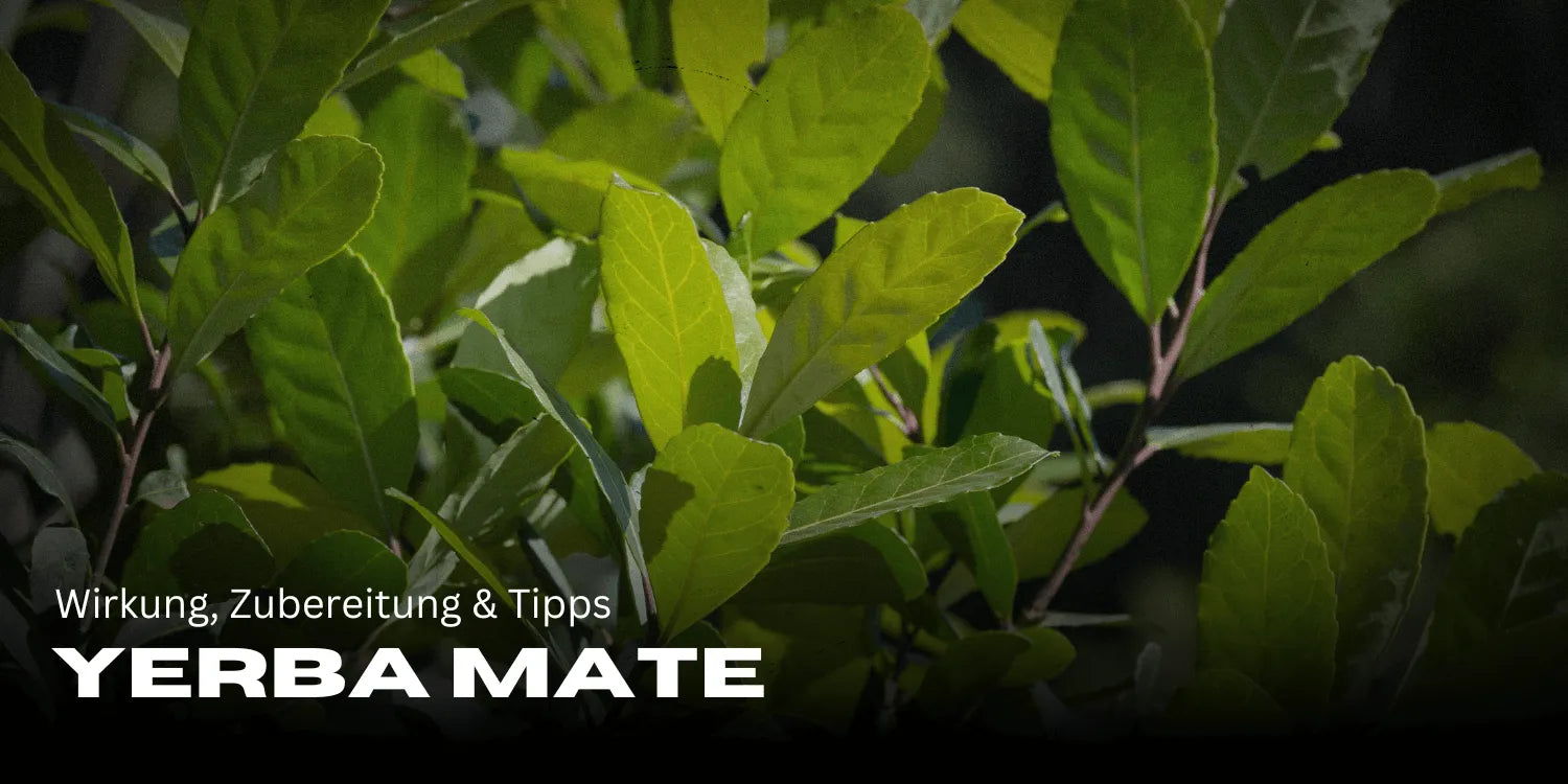 Yerba Mate: Effecten, bereiding & tips voor meer energie