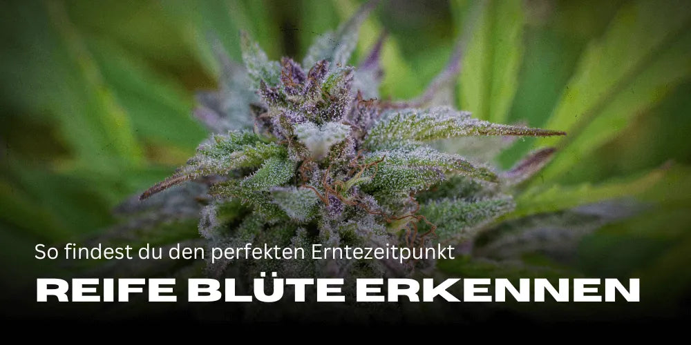 Rijpe cannabisbloem herkennen: Zo vind je het perfecte oogstmoment