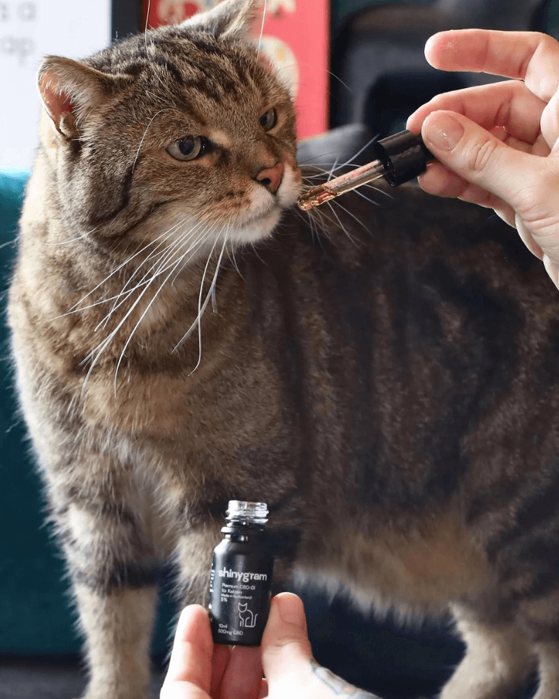 CBD Öl für Katzen-HHCFriends
