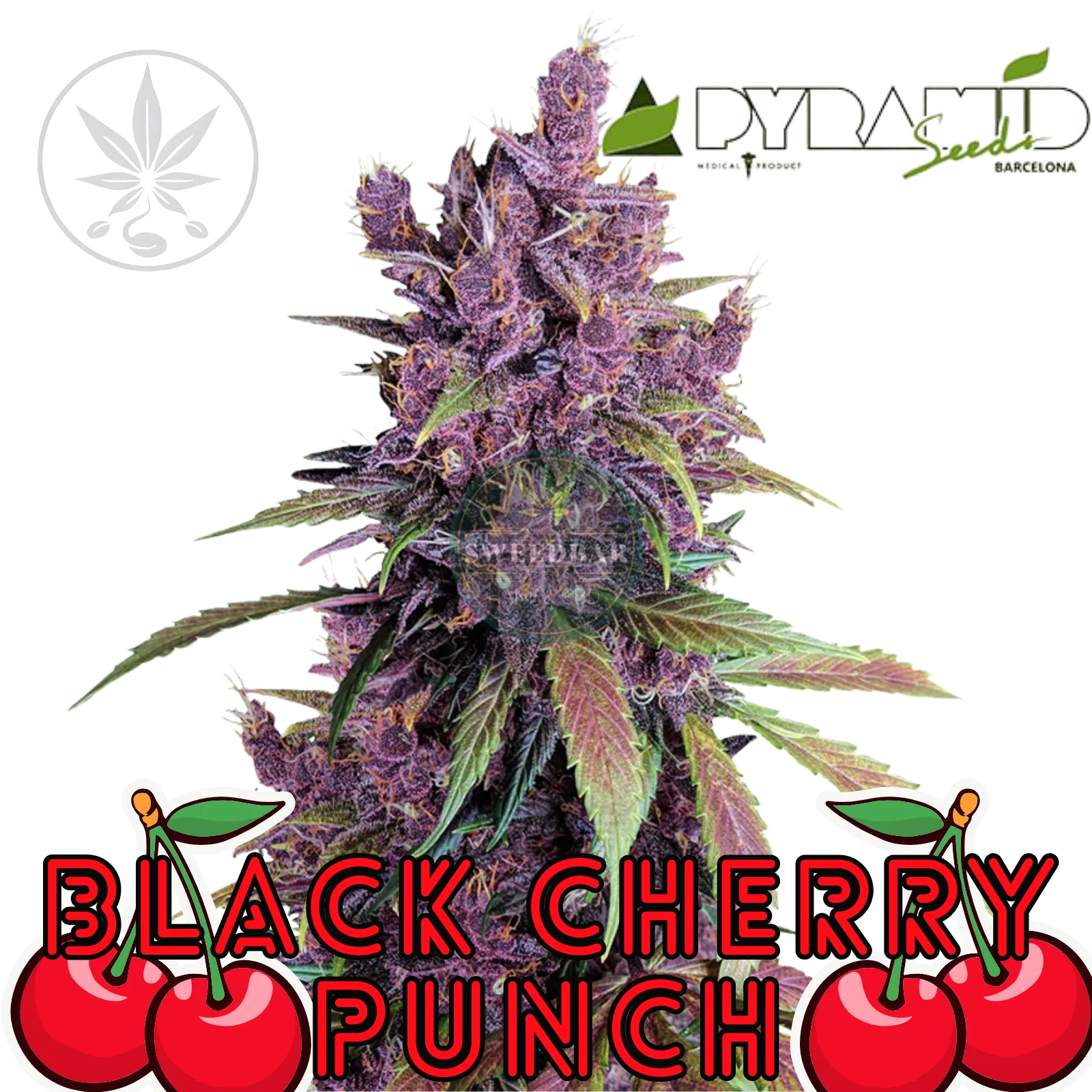 Cannabis Steckling Black Cherry Punch-HHCFriends