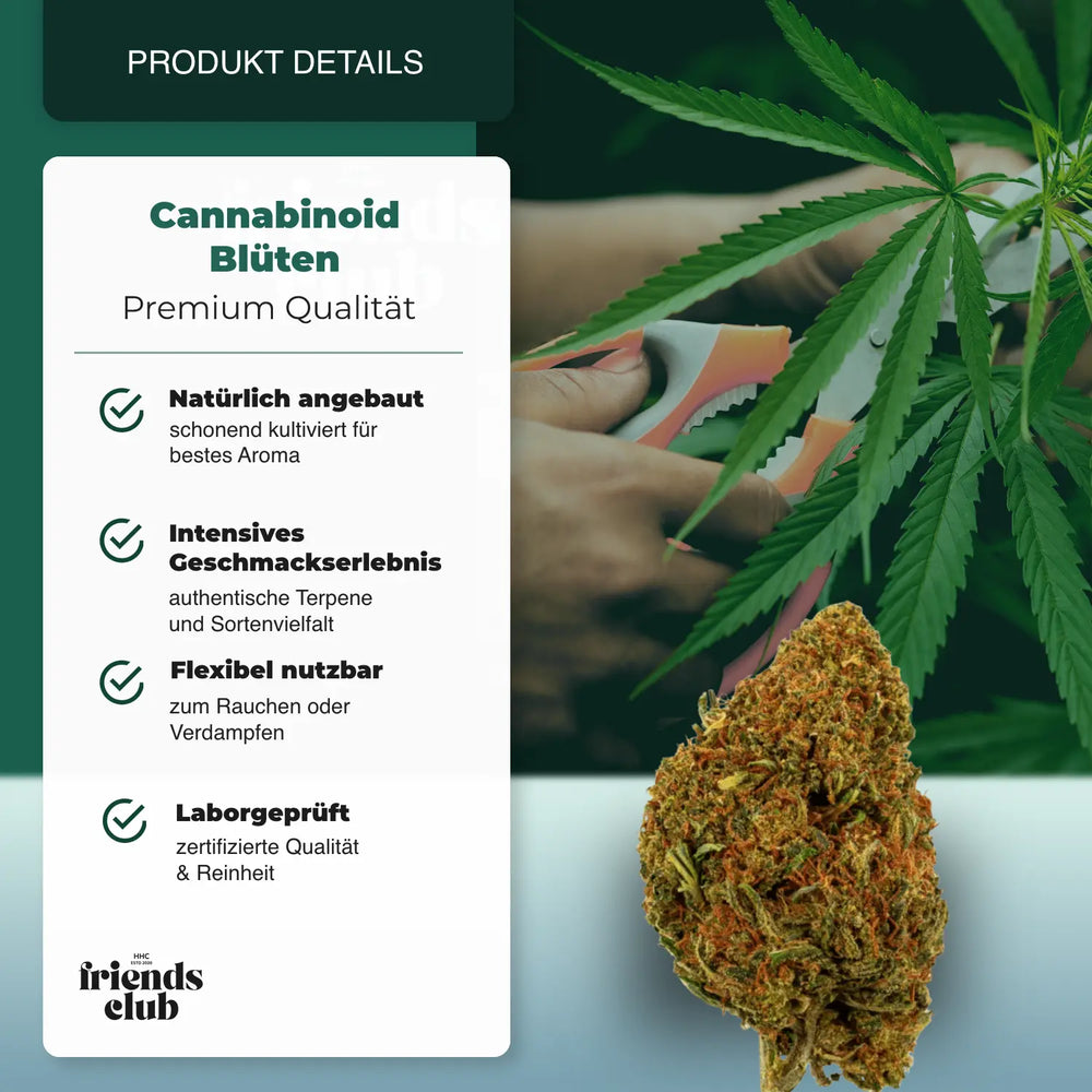 PHCP Blüte Cherry Pie - hhcfriends