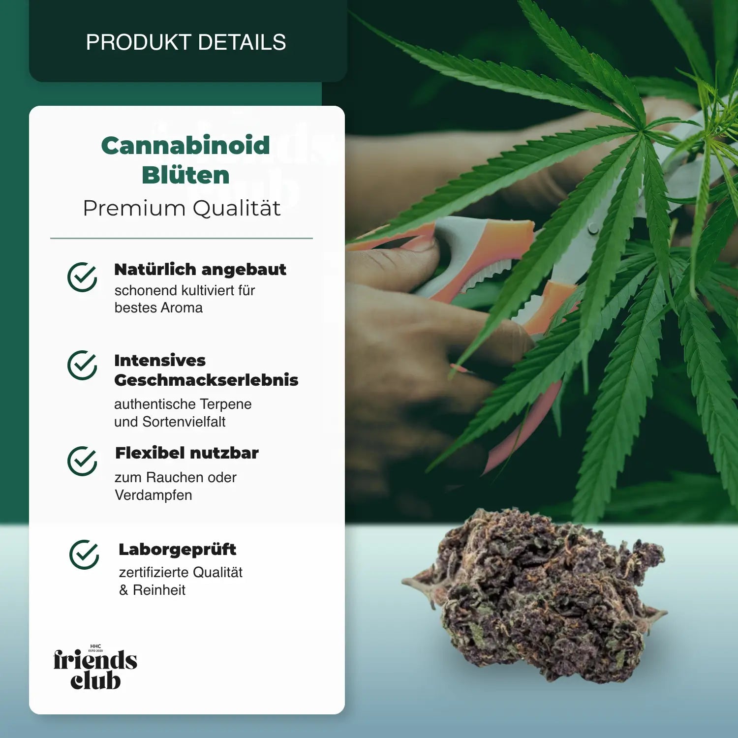 PHC Blüten Purple Haze 25% - hhcfriends