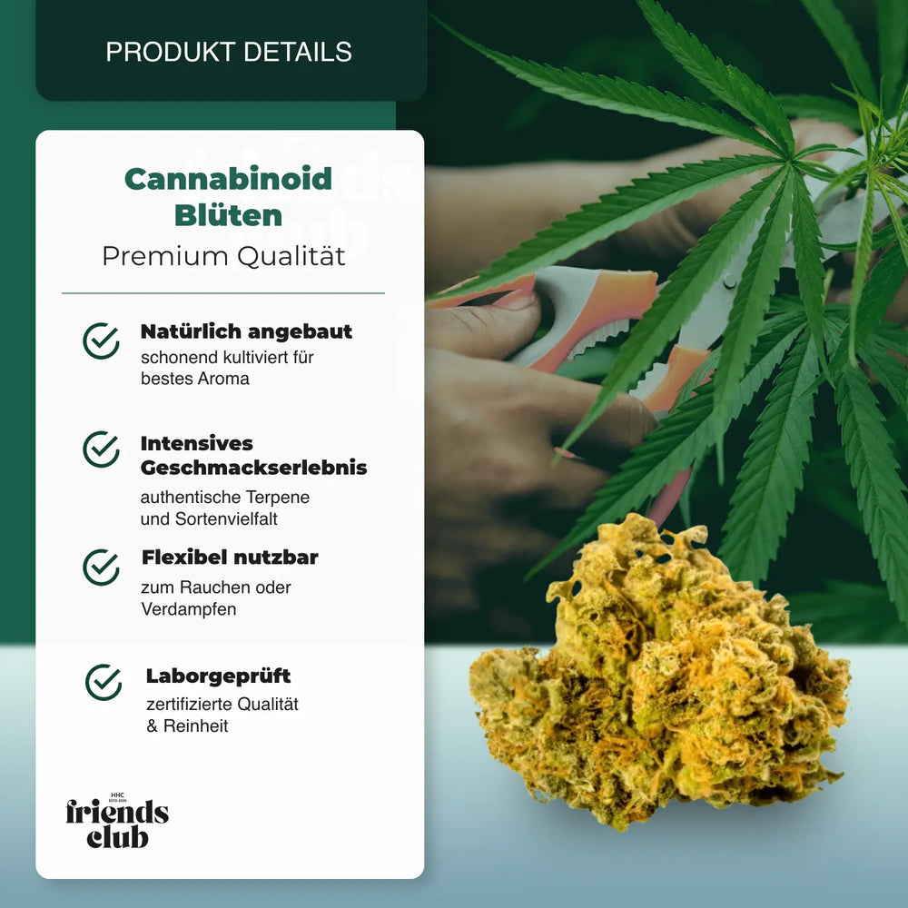 PHC Blüten Mango 25% - hhcfriends