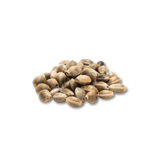 Cali Genetics Purple Milkshake 32,6% THC 🌱 3 Samen HHCFriends