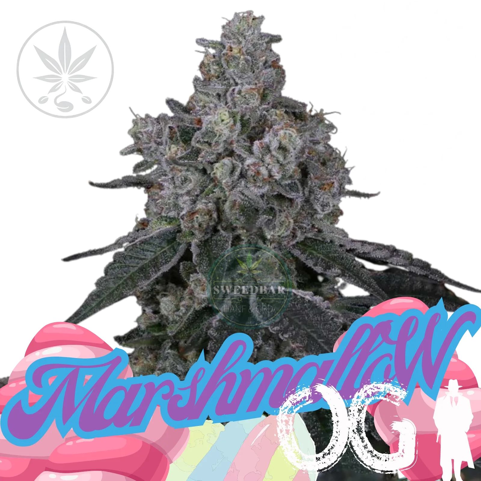 Cannabis Steckling Marshmallow OG-HHCFriends