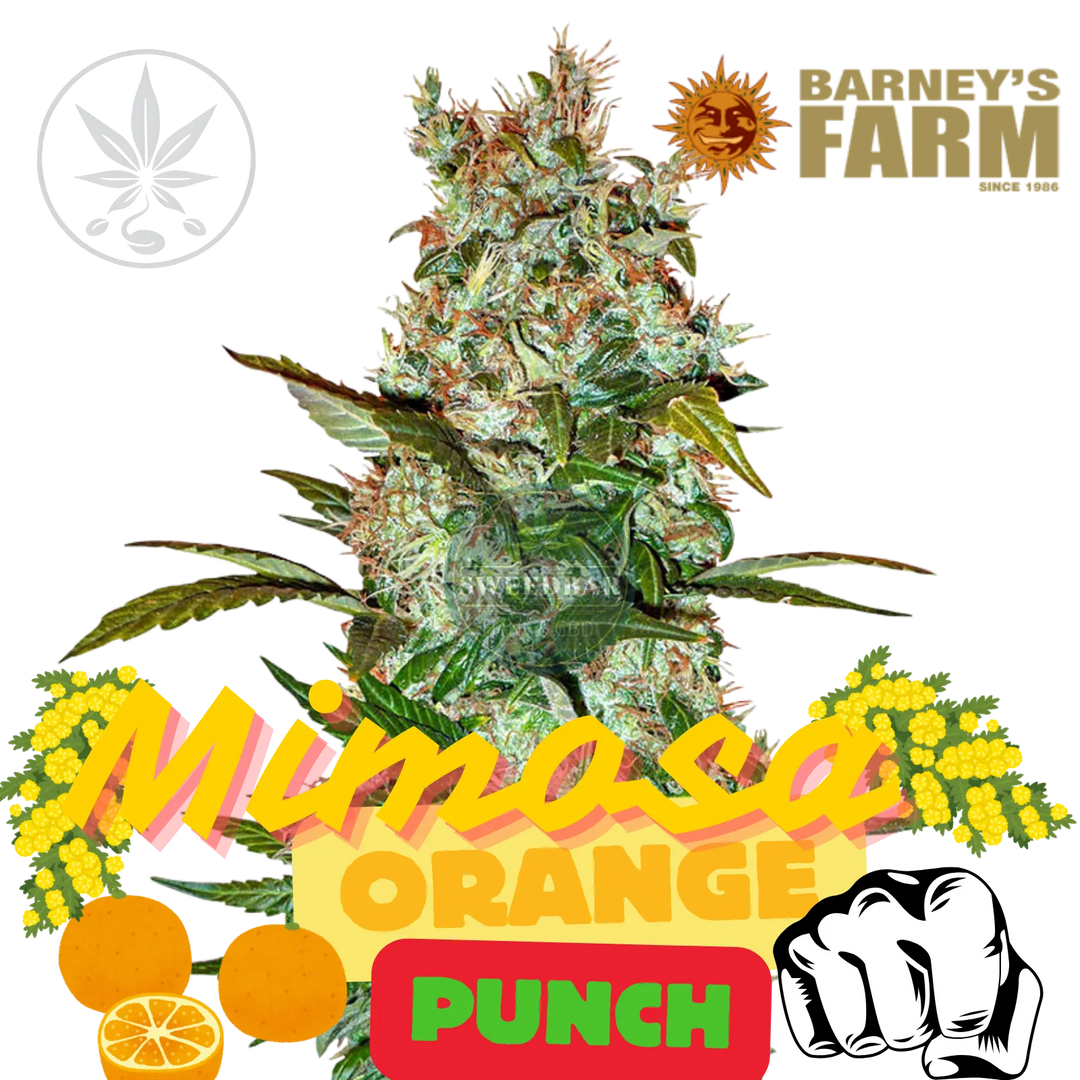 Premium Cannabis Stecklinge Mimosa x Orange Punch-HHCFriends