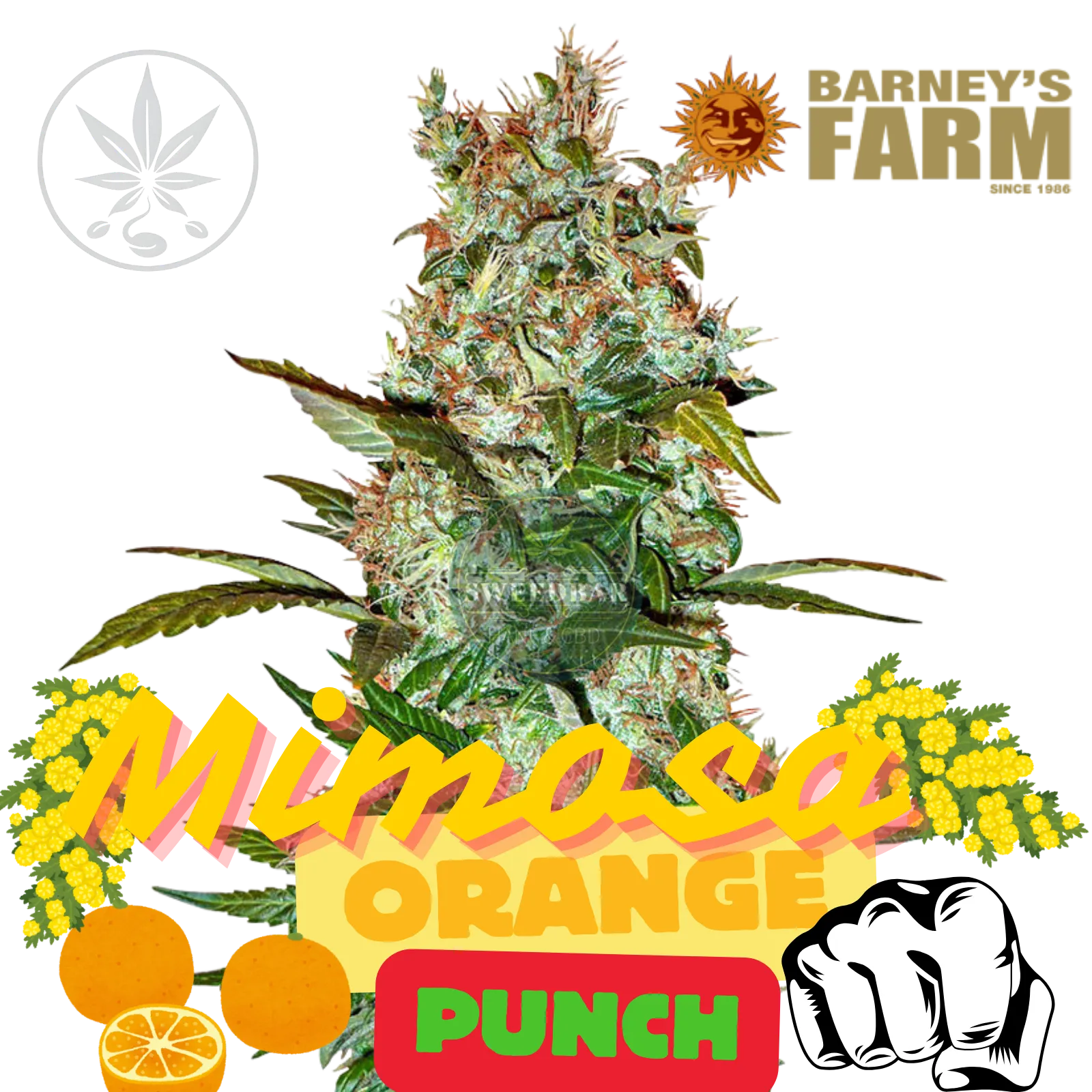 Premium Cannabis Stecklinge Mimosa x Orange Punch-HHCFriends