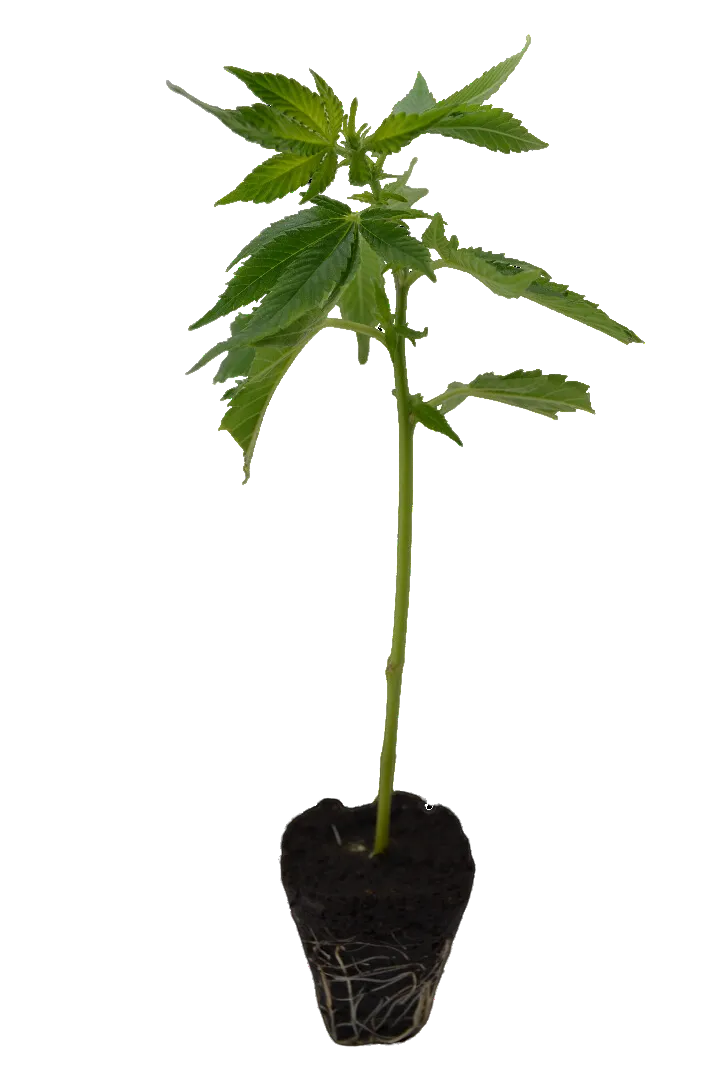 Cannabis Steckling Permanent Marker-HHCFriends