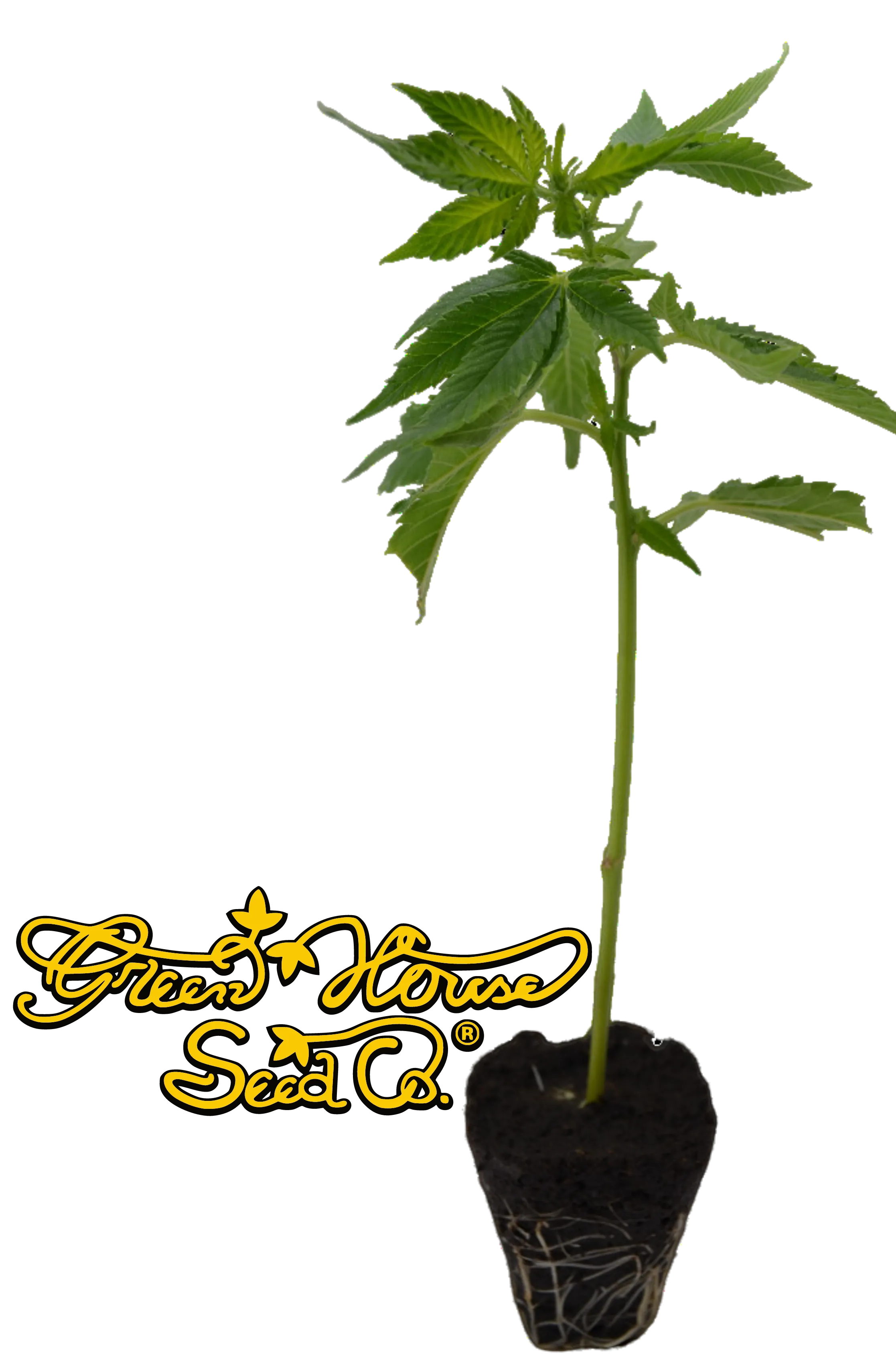 Premium Cannabis Stecklinge Super Silver Haze HHCFriends