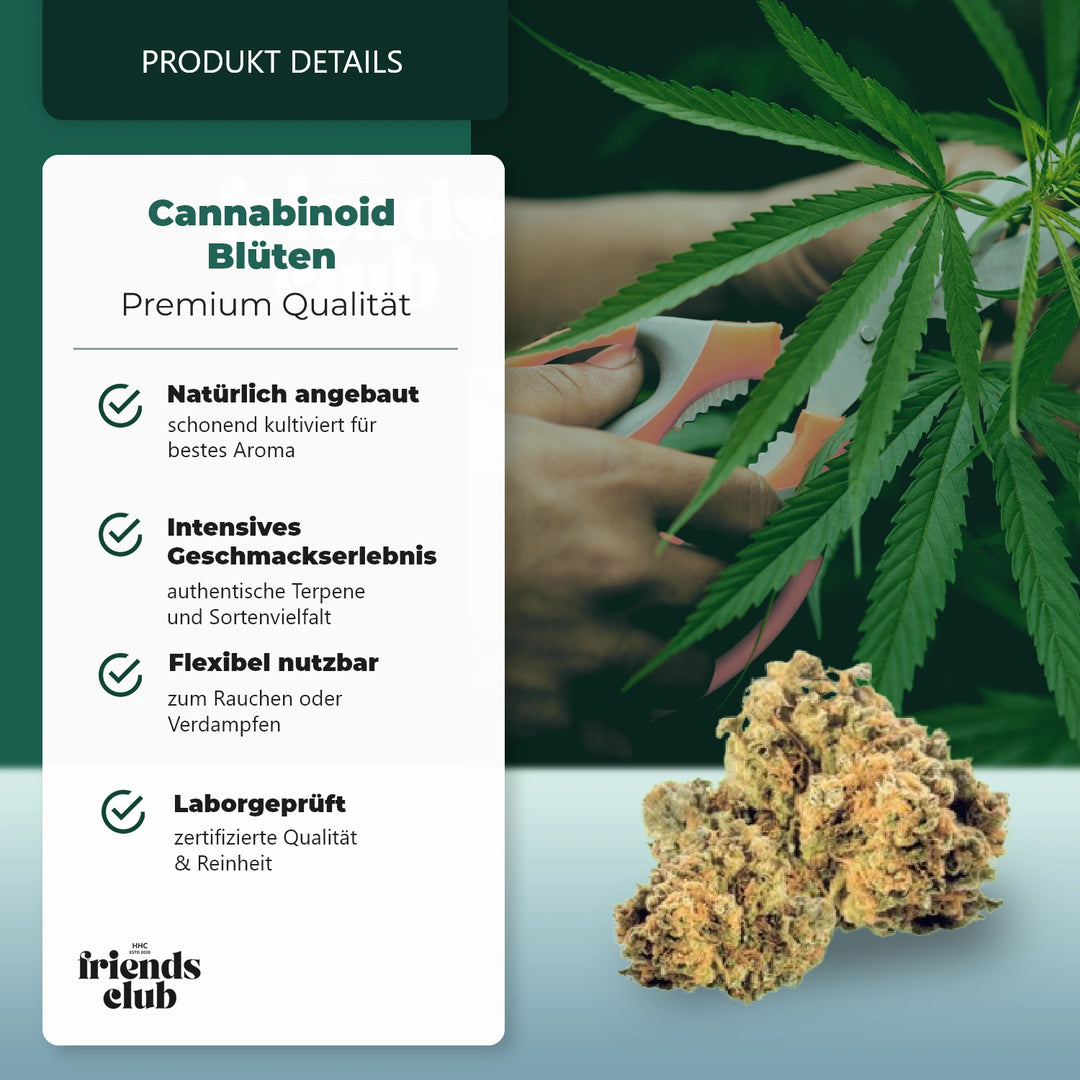 CBD Blüte Mango Kush THC Low-HHCFriends