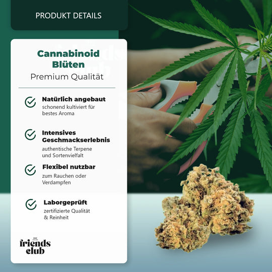 CBD Blüte Mango Kush THC Low-HHCFriends