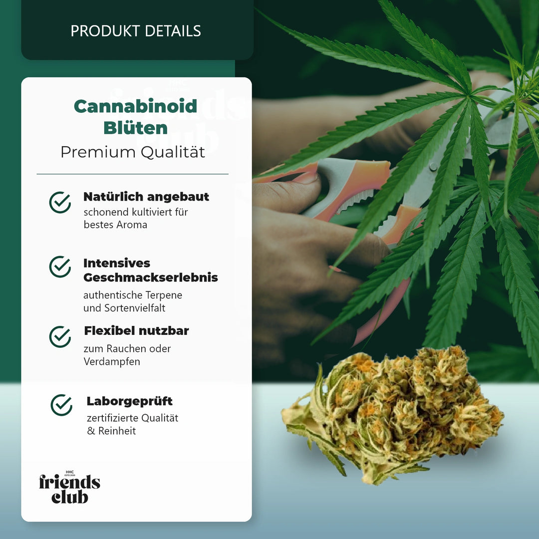 CBD Blüte Pineapple Haze 7%-HHCFriends
