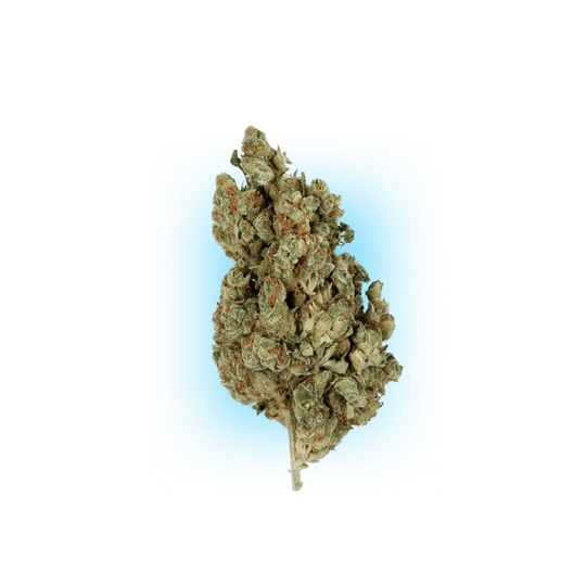 Cannabis Seeds Runtz x Amnesia 3 Stück-HHCFriends