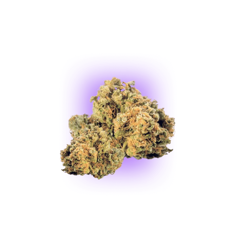 Cali Genetics Strawberry Guava - Schnellblühend 3St.-HHCFriends