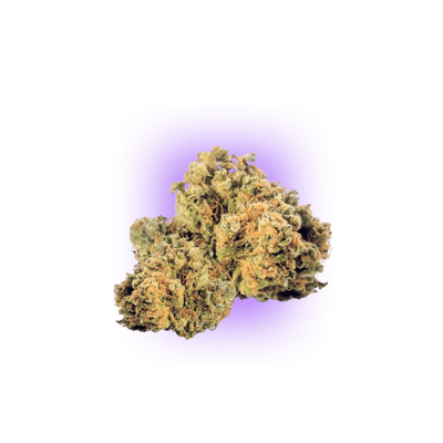 Cali Genetics Strawberry Guava - Schnellblühend 3St.