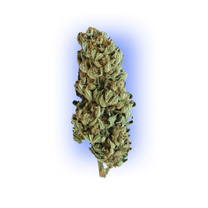 Cannabis Seeds Gorilla XL auto. 3 Stück-HHCFriends