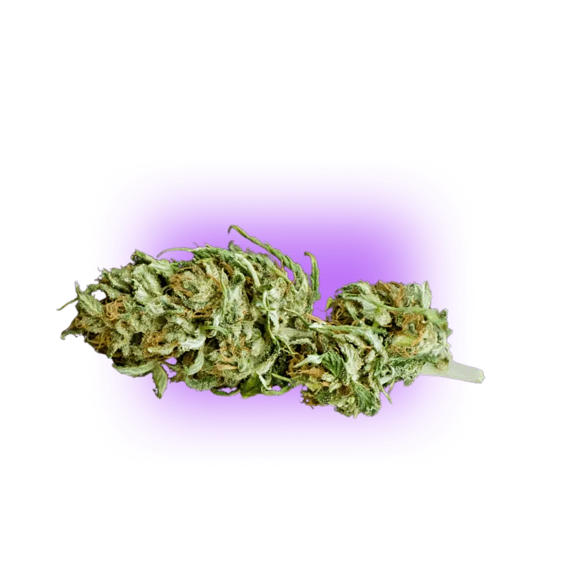 CBD Blüte Cheese THC Free-HHCFriends