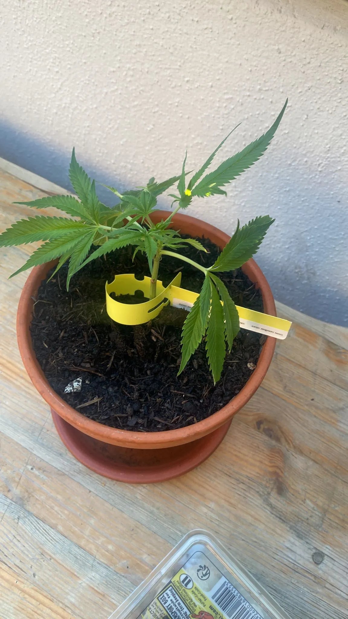 Premium Cannabis Stecklinge Gelato #45 HHCFriends