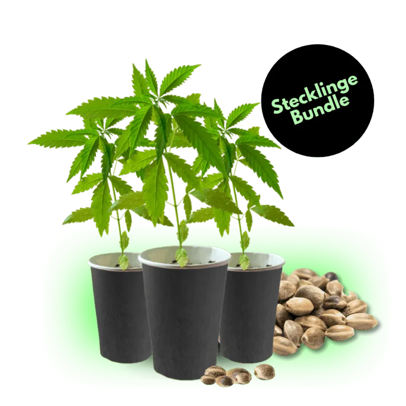 Stecklinge Bestseller Bundle-HHCFriends